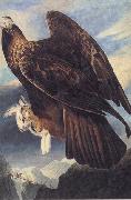 Golden Eagle